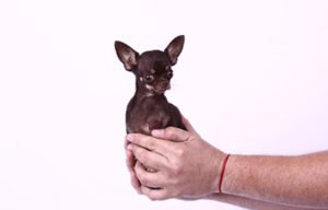Milly the chihuahua (Source: Guinness World Records/PA)