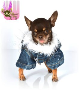 Record breaker: Miracle Milly (Picture: Guinness World Records)